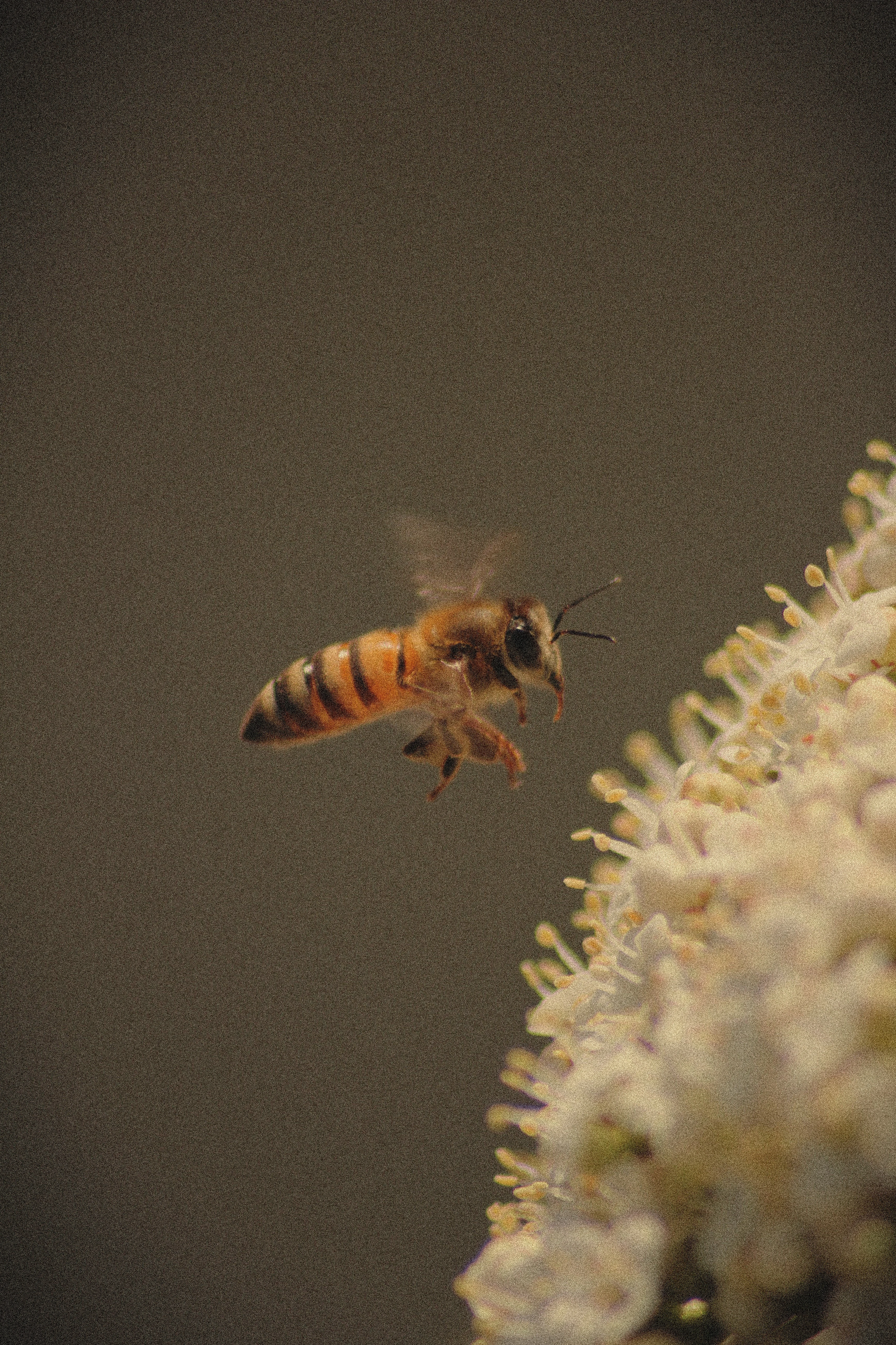 Honeybee