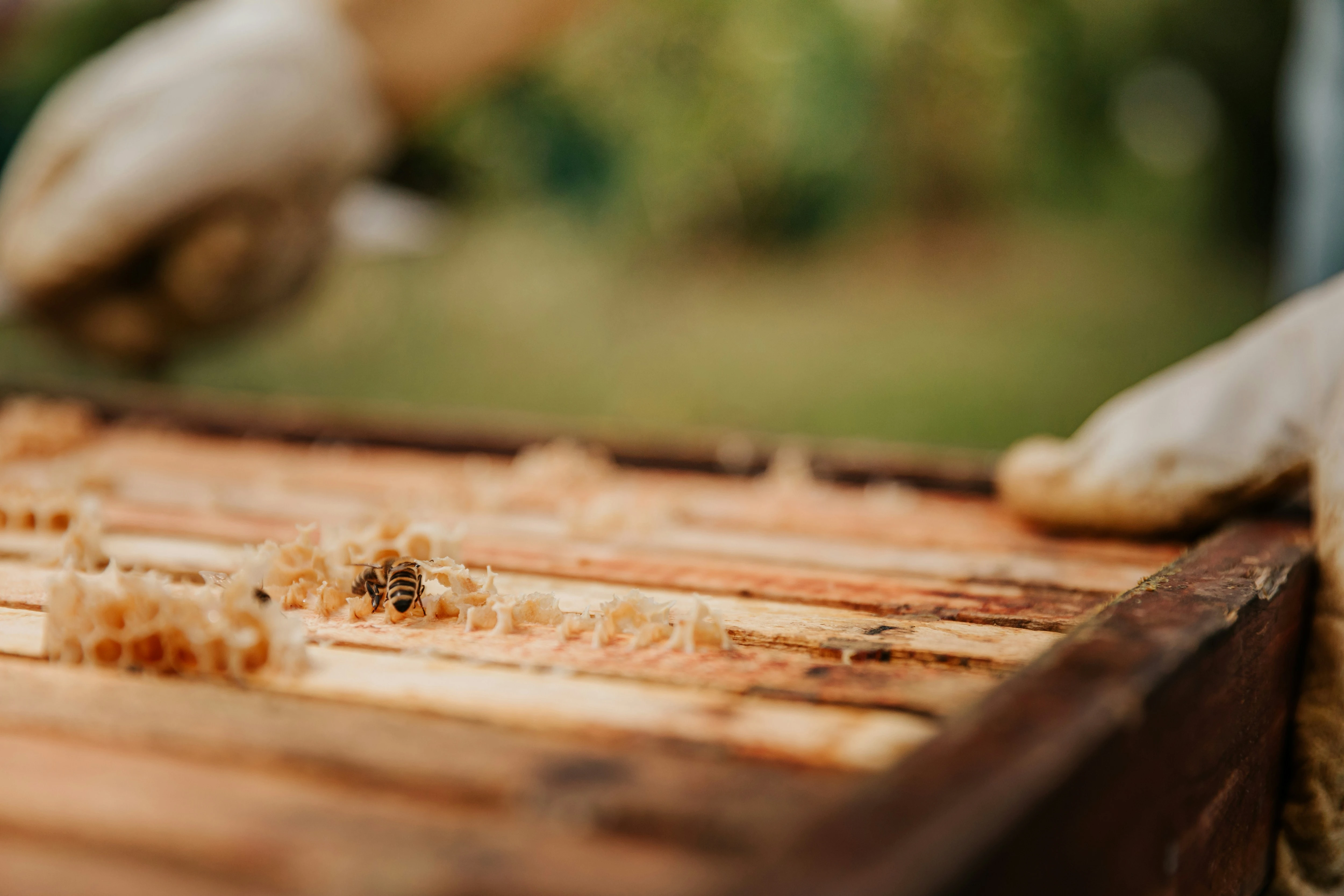Raw honeycomb