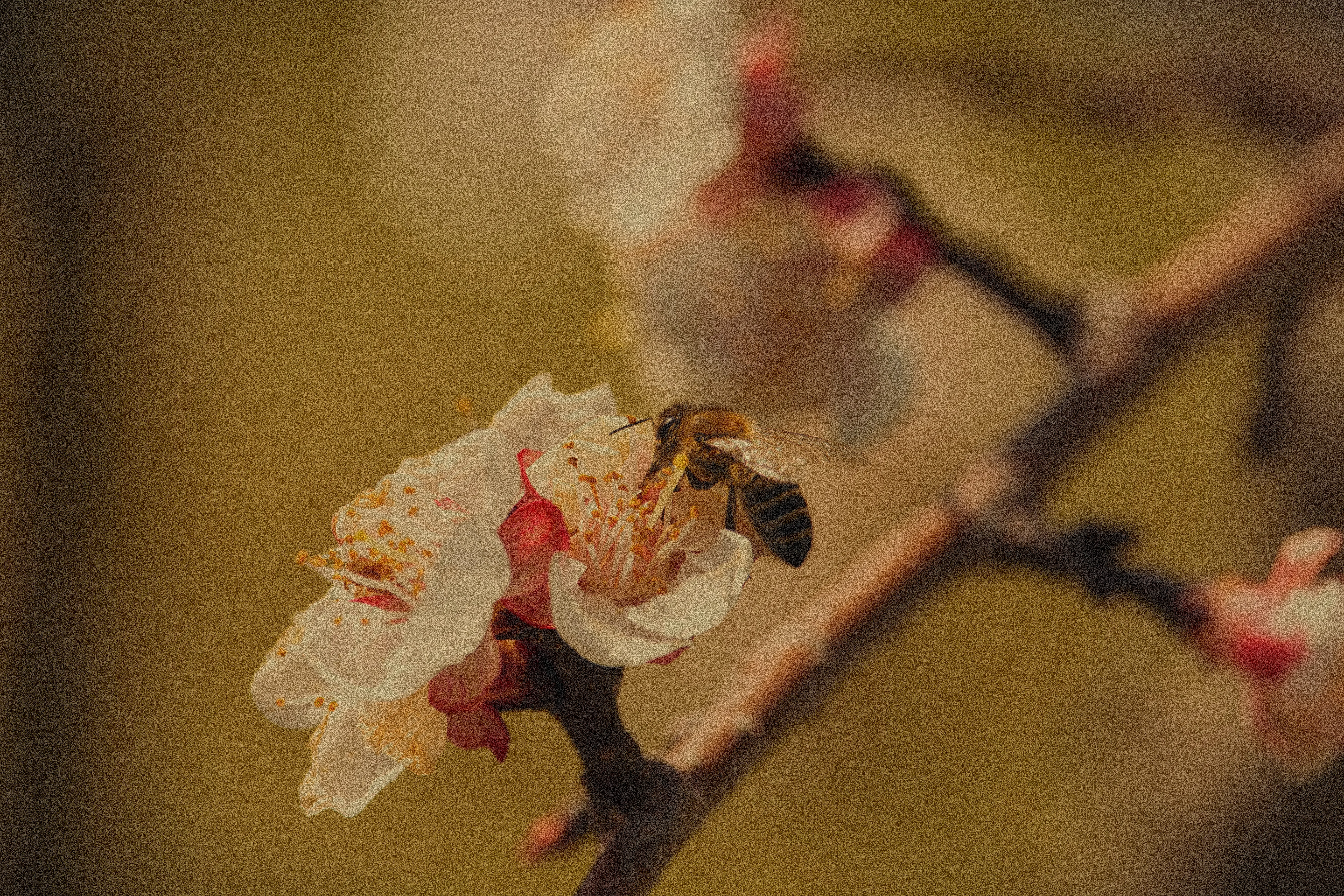 Bee on wildflower: raw honey harvest